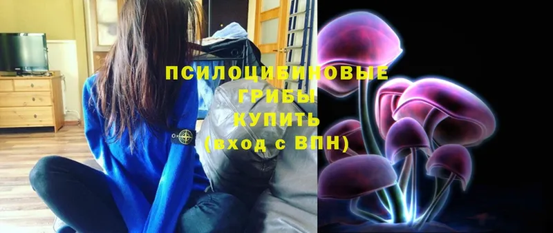 цена наркотик  Куртамыш  Псилоцибиновые грибы Psilocybe 